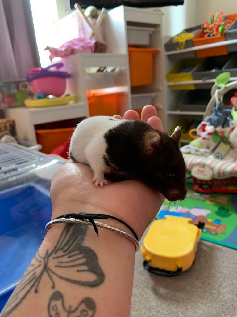 syrian hamster gumtree